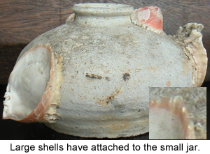 Typical shell encrustations on a small Chinese Porcelain Jar