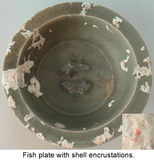 Typical shell encrustations on a Chinese Celadon Dish