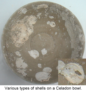 Typical shell encrustations on a Chinese Celadon Bowl